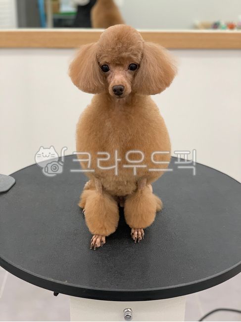 동물,애완동물,강아지,개,이쁜강아지,푸들