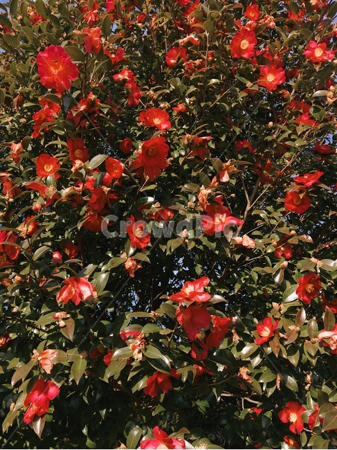 동백꽃,제주,카멜리아힐,꽃,겨울,나무,식물,자연,plants,nature,꽃,flower