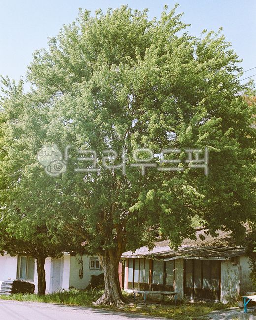 tree,building,building,pine,plant,flower,person,house,home