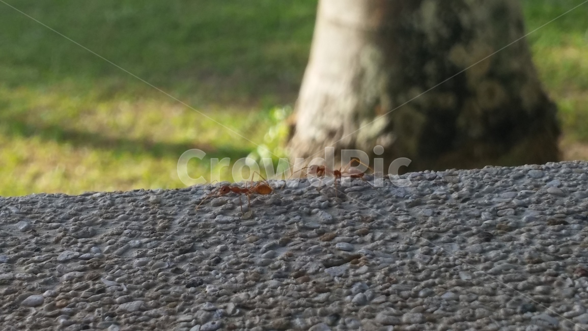 개미,ant,곤충,insect,bug,곤충,벌레,insect,bug