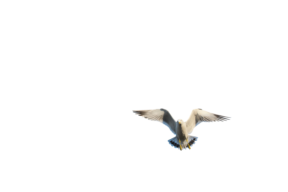 갈매기,새,조류,날개,바다,누끼,바닷가,자연,하늘,부리,seagull,bird,풍경,naturelandscape,sea,동물,animal,birds,감성sensible,feeling,outdoors,옥외,transportation,동물,animal,조류,새,birds,누끼,remove background