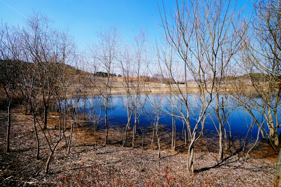 호수,겨울,탑정호,푸른호수,외로움,자연,풍경,nature,landscape,겨울,계절,winter,season,outdoors,옥외,land,땅,water,물