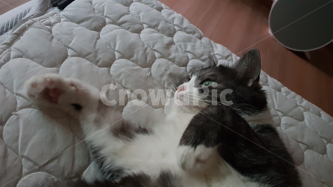 고양이,침대,cat,집고양이,스코티쉬