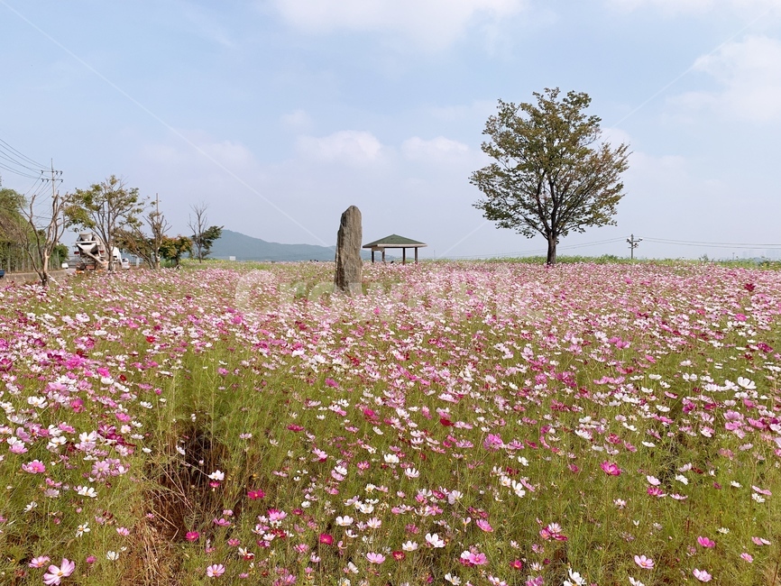 들판,코스모스밭,코스모스,코스모스꽃,꽃,자연,가을,가을,계절,fall,autumn,season,nature,outdoors,옥외,grassland,목초지,field,들,rural,농촌,farm,농장