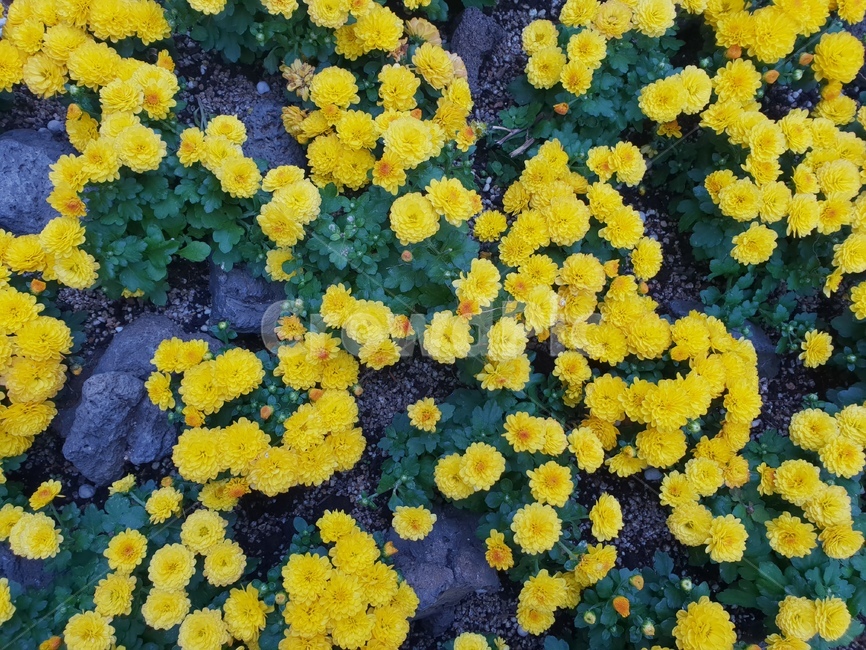 꽃,노랑,식물,자연,가을,yellow,식물,자연,plants,nature,꽃,flower