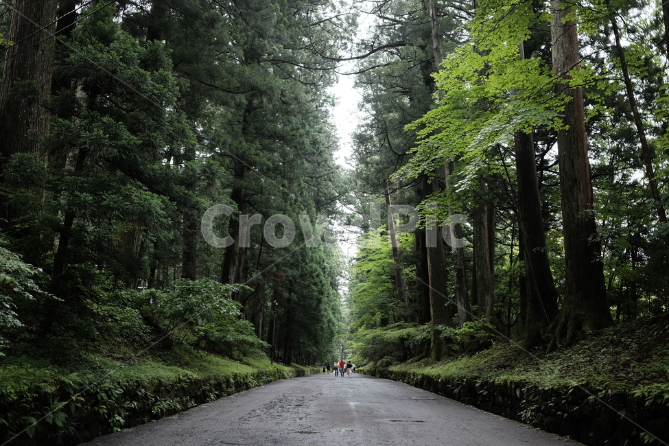 산책,숲,숲길,초록,키큰나무,자연,풍경,nature,landscape,tree,나무,plant,식물,redwood,세쿼이아