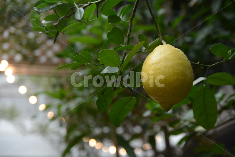 citrusfruit,citrus fruits,fruit tree,fruit,food