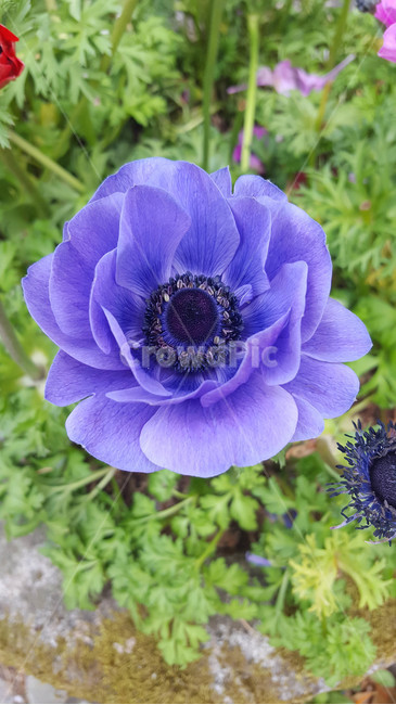 봄,식물,근접,꽃,flower