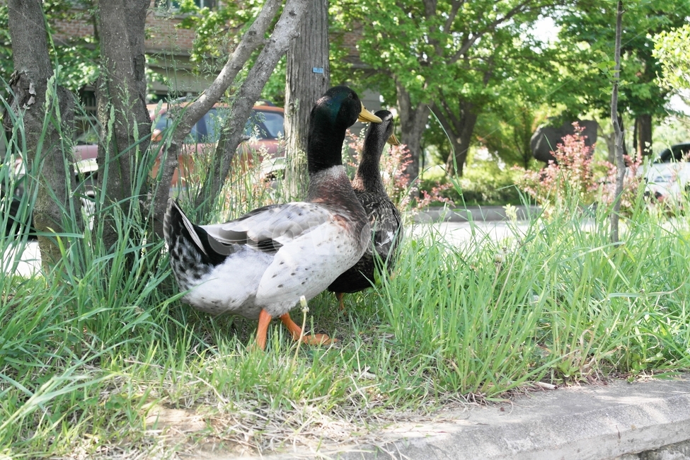 오리,청둥오리,풍경,새,한국풍경,동물,animal,조류,새,birds