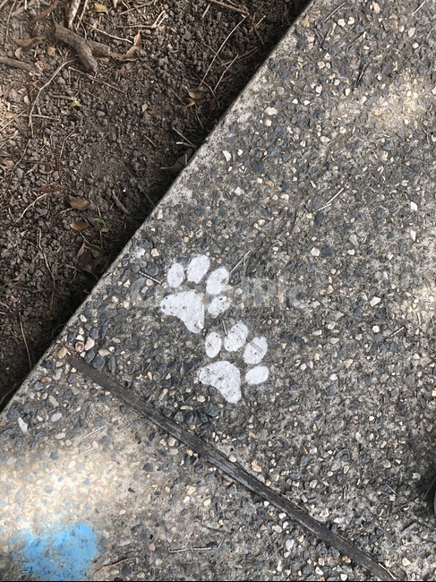 강아지,발바닥,강아지발바닥,강아지발모양,개,개발바닥