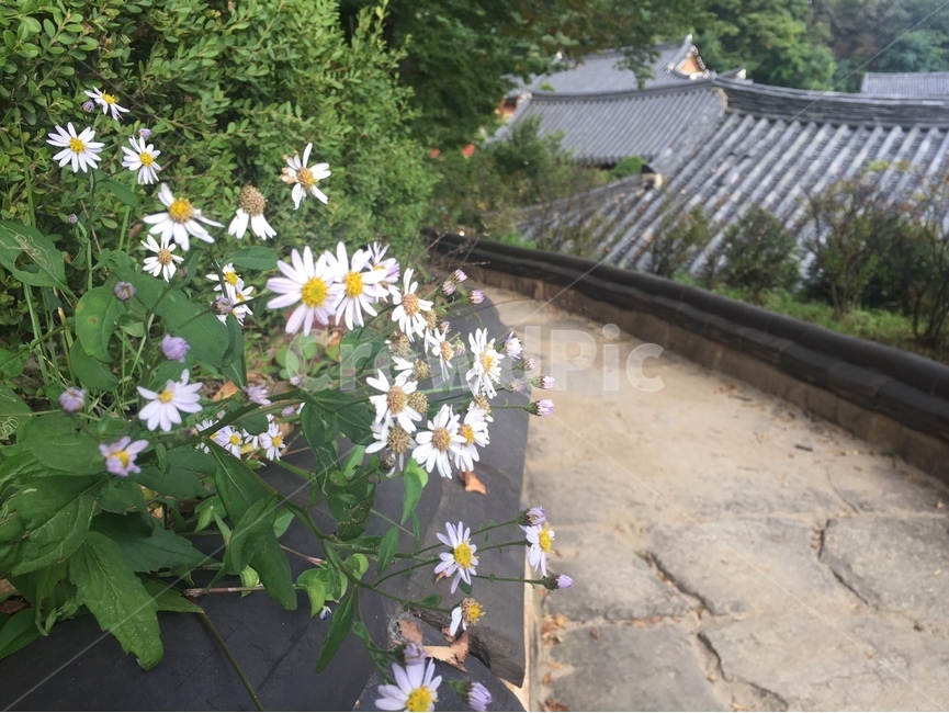 기와,꽃,길,한옥,부석사,영주,돌담길