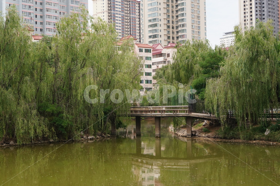 중국,호수,나무,다리,china,lake,tree,bridge,asia,아시아,도시,풍경,city,landscape,해외,외국,세계,foreign,oversea,world,세계도시풍경,해외도시풍경,외국도시풍경,world cityscape,plant,식물