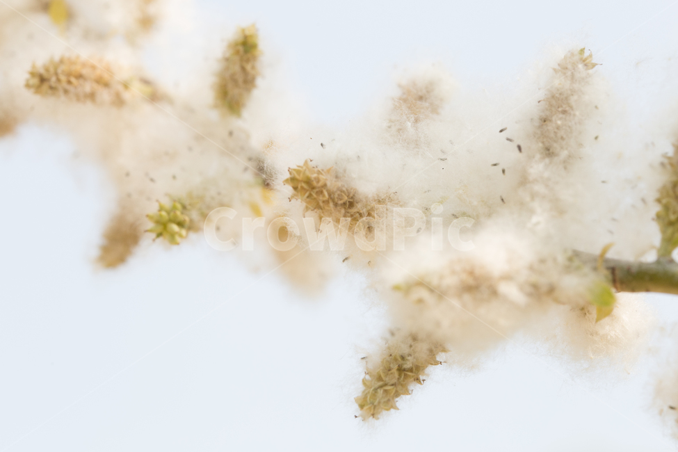 귀여운,봄,폭신한,식물,따뜻함,봄,계절,spring,season,식물,자연,plants,nature,감성,sensible,feeling