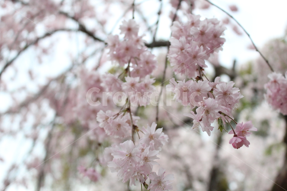 plant,식물,cherryblossoms,벚꽃,벚나무,풍경
