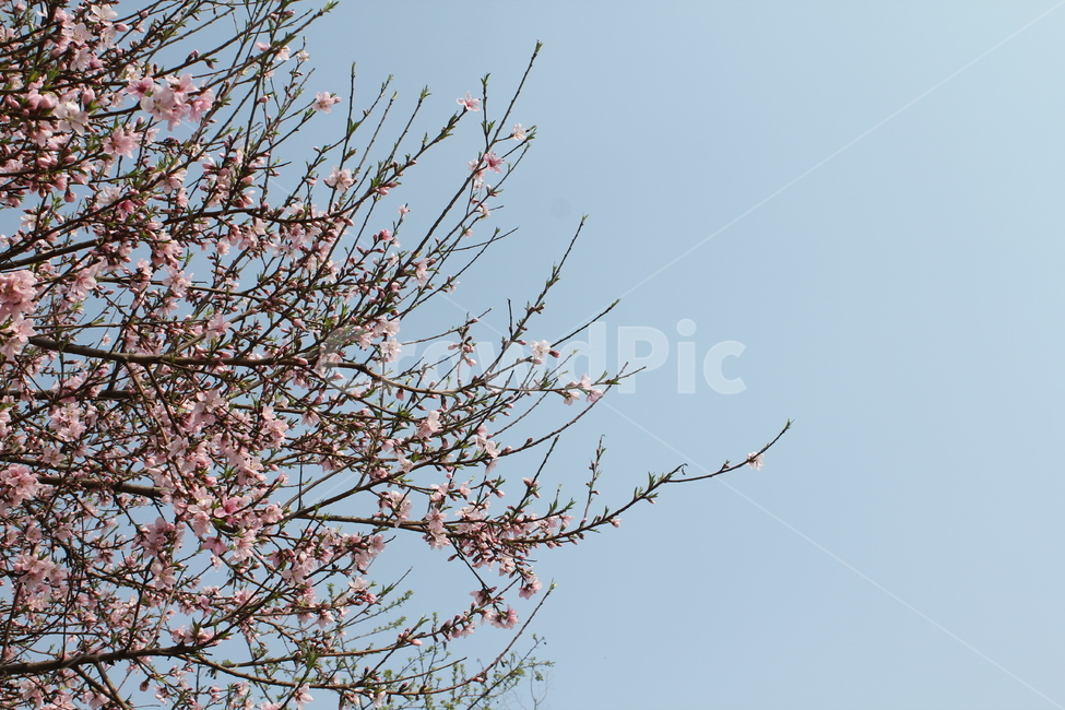 자연,식물,풍경,꽃,봄풍경,아름다움,식물,자연,plants,nature,꽃,flower