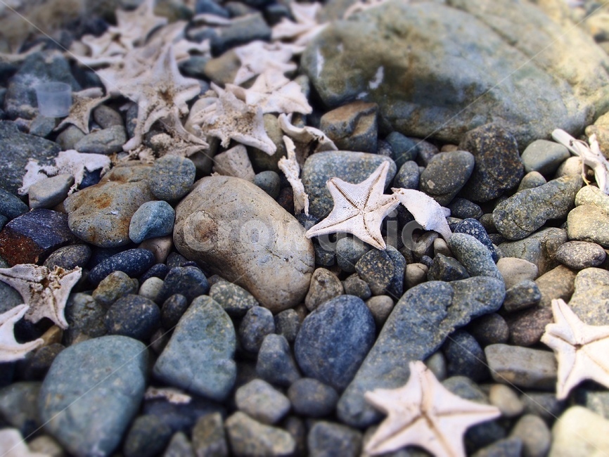 불가사리,별,바다,해변,돌,자갈,starfish,star,ocean,sea,stone,gravel,자연