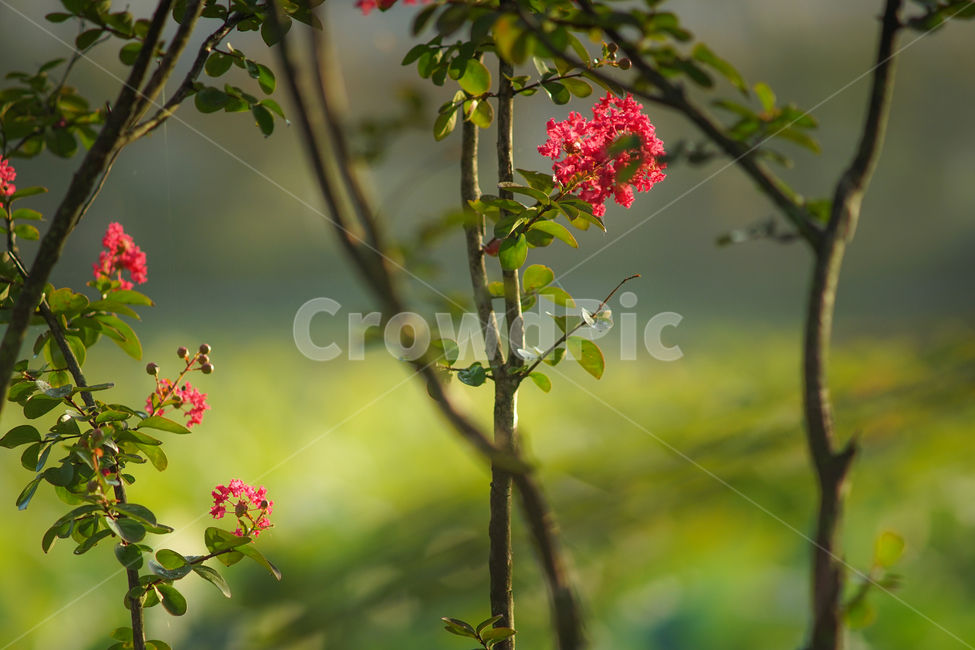 꽃,배롱나무,배롱꽃,자연,나무,식물,식물,자연,plants,nature,꽃,flower