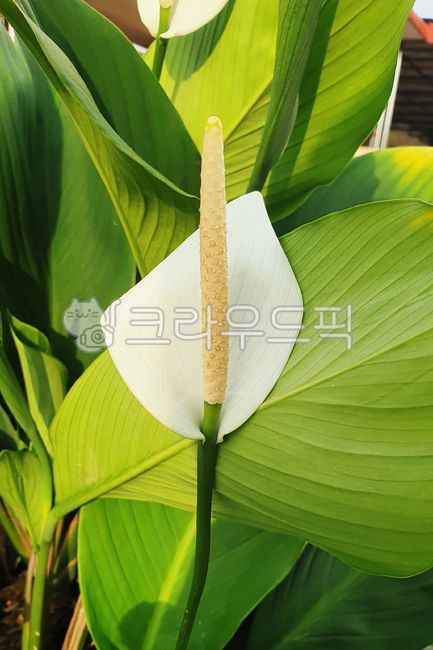 스파티필름,spathiphyllumpatinil,peacelily,white,plant,하양,하얀,흰색,화이트,flower,꽃,꽃잎,식물,화초