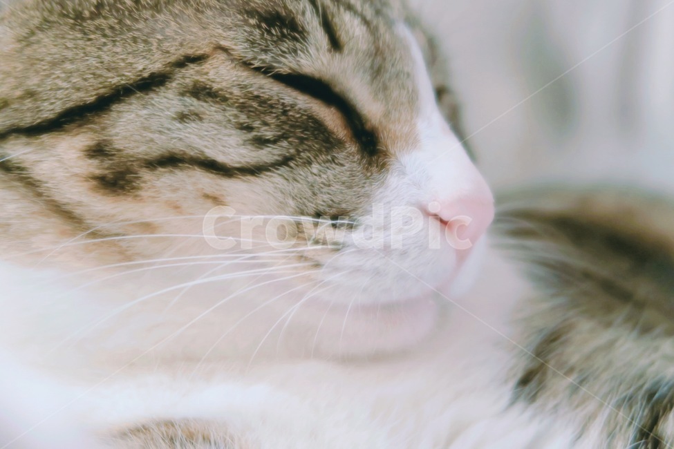 고양이,반려동물,길고양이,감성사진,잠,길냥이,유기묘,귀여움,사랑스러움,동물,포유류,흰색,cat,animal,mammal,kitten,kitty,cute,lovely,클로즈업,동물,animal,포유류,mammal,고양이,cat,kitten,kitty