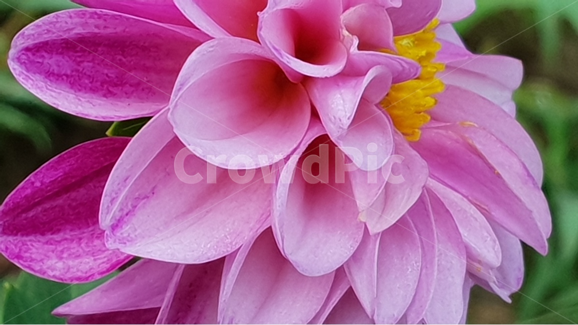 다알리아꽃,여름,꽃잎,분홍색,자연,식물,겹꽃,natural,dahliaflowers,pink,backgroundimage,배경,배경이미지,배경화면,색감,바탕,텍스쳐,질감,패턴,이미지,식물,자연,plants,nature,꽃,flower