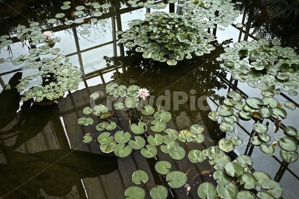 연꽃,수련,lotus,녹색,수조,실내,green,식물,자연,plants,nature,꽃,flower