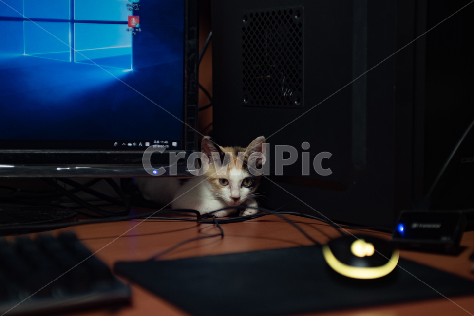 고양이,반려동물,냥이,냥,애완동물,반려묘,동물,코리안숏헤어,코숏,믹스냥,새끼고양이,아깽이,집사,애묘,묘,귀여운,포유류,삼색이,삼색고양이,kitten,cat,animals,baby,cute,animal,kitty,mammal