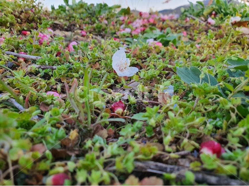 바닥,식물,ground,잎,살구꽃,꽃,정원,식물,자연,plants,nature,꽃,flower
