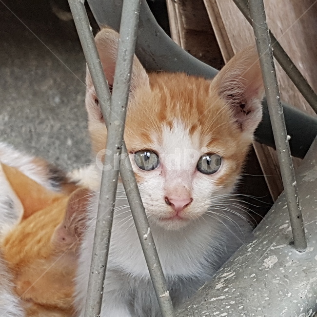 고양이,바퀴,수레바퀴,새끼고양이,노려봄