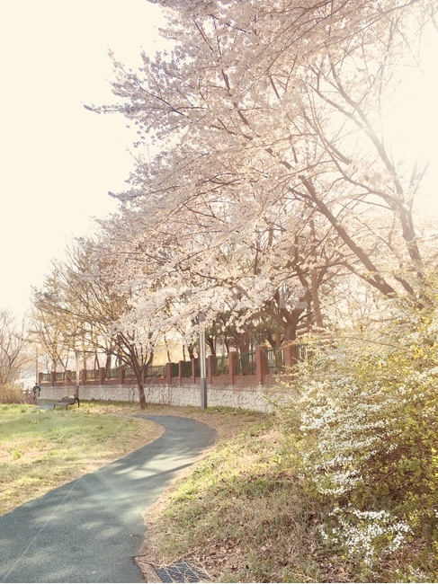 plant,식물,나무,자연,배경,아침,햇살