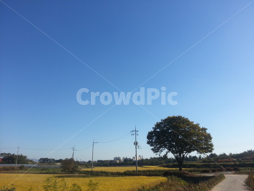 시골,자연,풍경,하늘,논,가을,fall,bluesky,자연,풍경,nature,landscape,field,들,outdoors,옥외,grassland,목초지