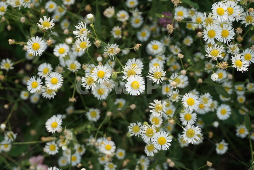 꽃,미국쑥부쟁이,구절초,식물,국화,들국화,데이지,daisies,plant,flower