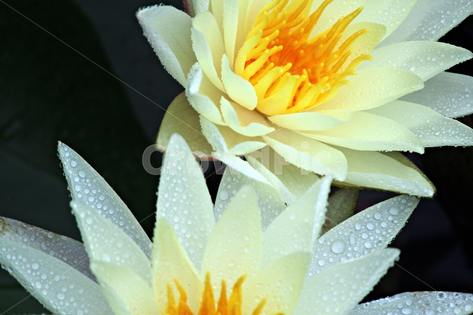 연꽃,우중,우아,영원회귀,인연,순환,식물,자연,plants,nature,꽃,flower