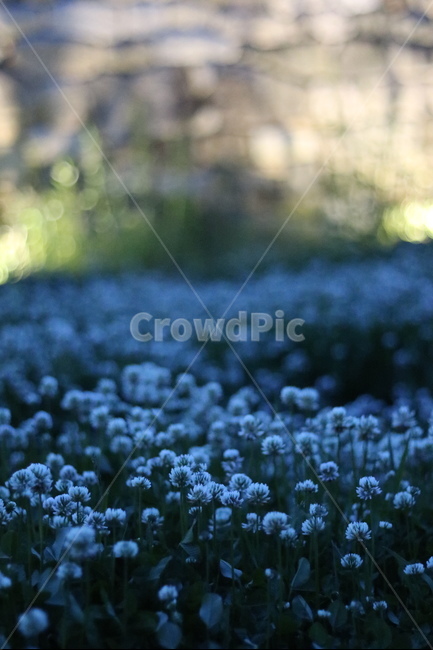 토끼풀,봄,행운,밤,흰색,식물,자연,plants,nature,꽃,flower