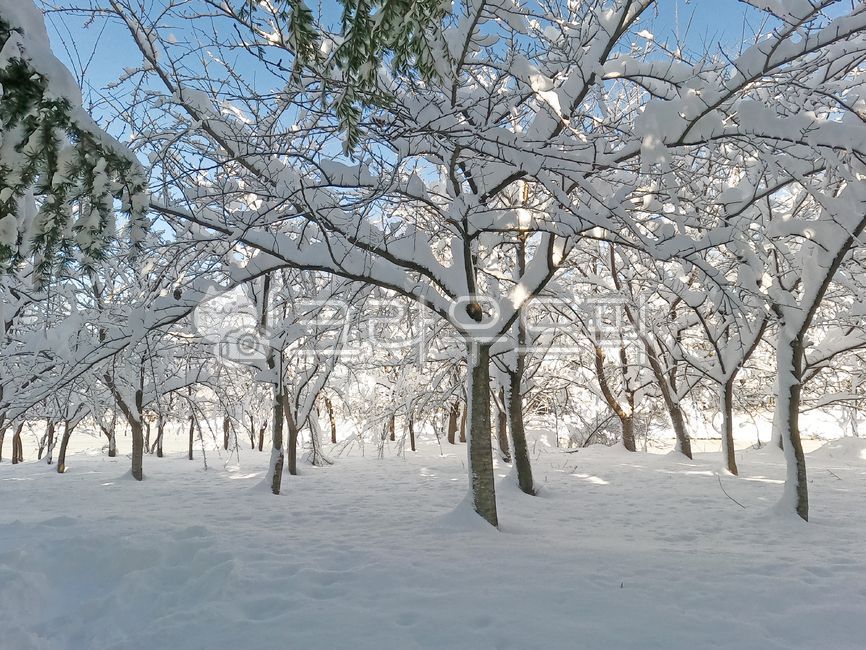 snow scene,snowy tree,snowing,branch,snowy day