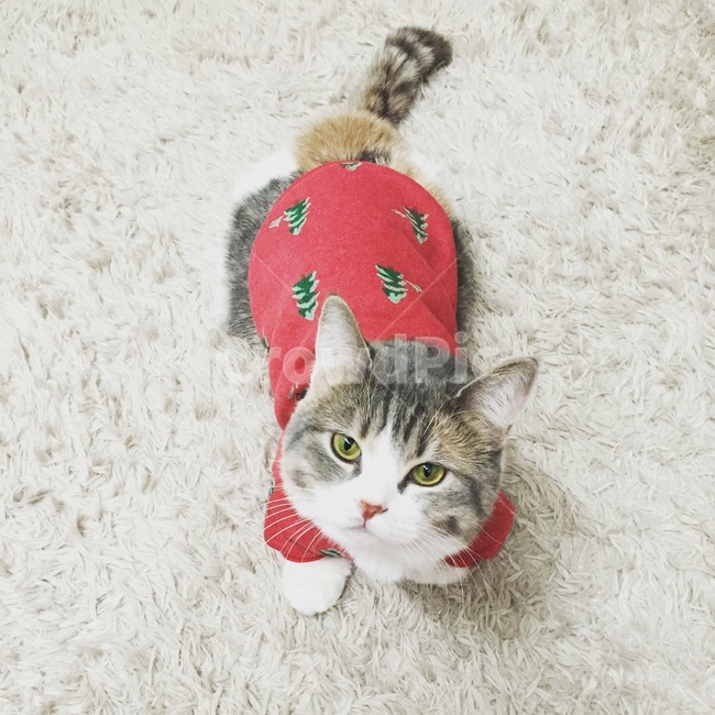 고양이,크리스마스,고양이옷,먼치킨고양이,귀여운고양이