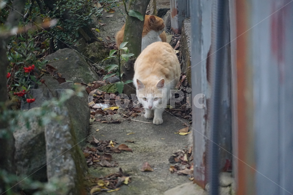 고양이,치즈,길냥이,코숏,코리안숏테일,동물,동물,animal,포유류,mammal,고양이,cat,kitten,kitty