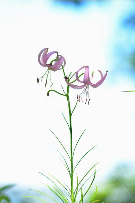 솔나리,야생화,식물,자연,꽃,생태,힐링,플라워,wildflower,flower,plants,nature,season,감성,느낌,emotion,feeling,백합목,백합과,여름,백합속,분홍색,여러해살이풀,식물,자연,plants,nature,꽃,flower