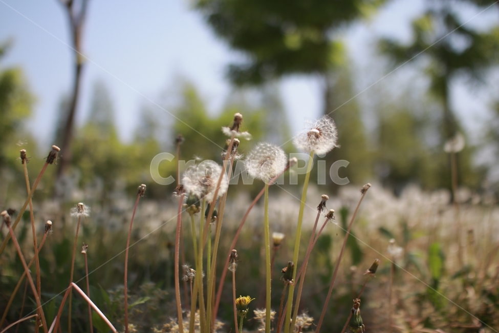 색감,역광,빛,민들레,씨,식물,자연,plants,nature,꽃,flower