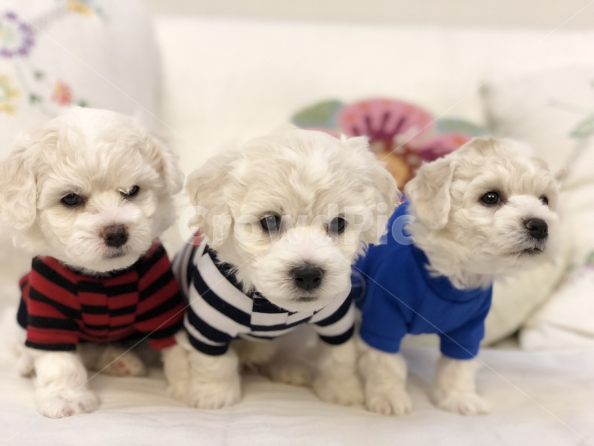 강아지,개,dog,비숑,puppy,동물,animal,포유류,mammal,개,강아지,dog,doggy