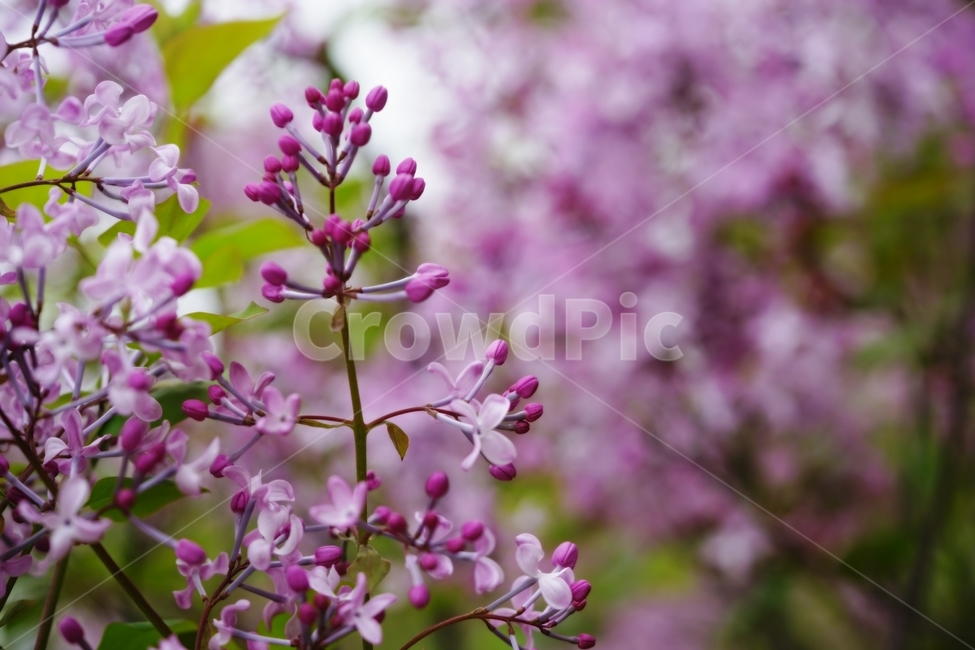 라일락,수수꽃다리,물푸레나무과,식물,봄,식물,자연,plants,nature,꽃,flower
