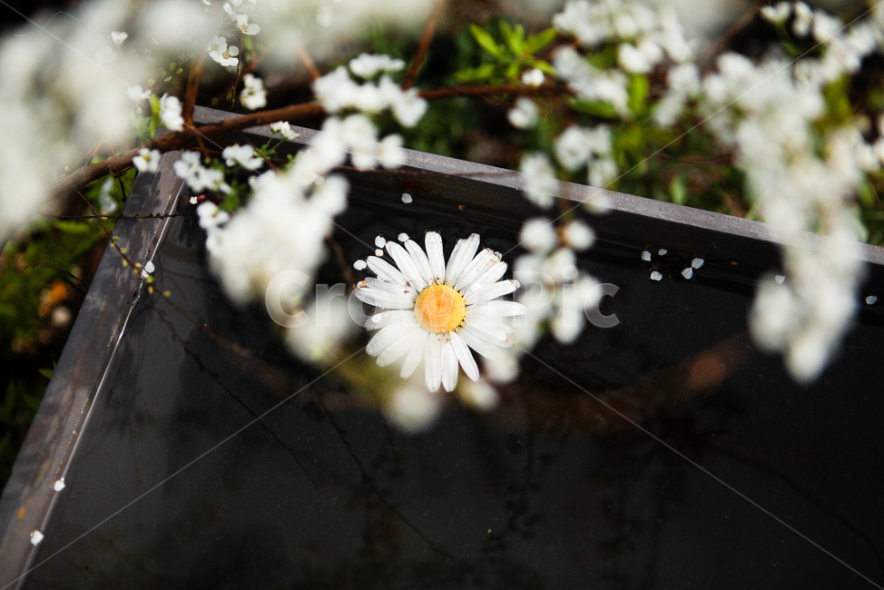 꽃,식물,정원,샤스타데이지,구절초,식물,자연,plants,nature,꽃,flower