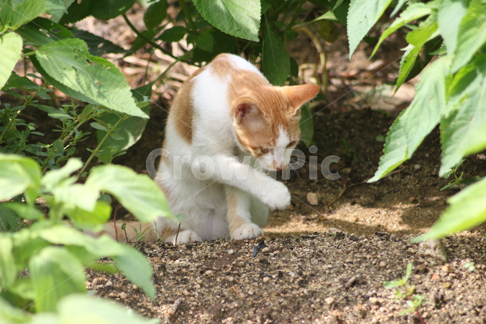 고양이,길고양이,풀,cat,야생고양이,들고양이,들,구르밍,동물,포유류,동물,animal,포유류,mammal,고양이,cat,kitten,kitty
