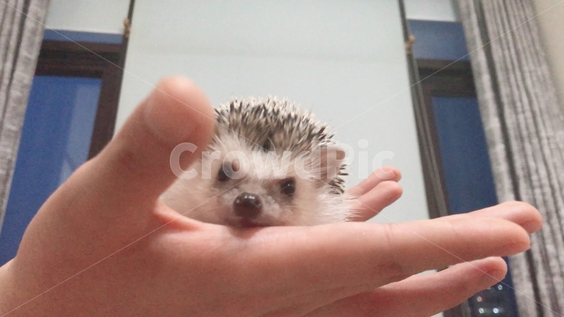 고슴도치,소동물,반려동물,귀여운동물,동물,도치,hedgehog,귀여운,사랑스러운,작은동물,가시,손,돼지코,동물,animal,포유류,mammal