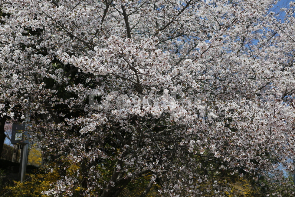 4월,봄,벚꽃,개나리,꽃,봄,계절,spring,season,식물,자연,plants,nature,꽃,flower,plant,blossom,cherry blossom
