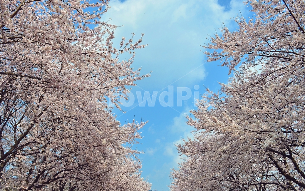 봄,벚꽃,봄꽃,봄하늘,하늘,꽃,spring,cherryblossom,bluesky