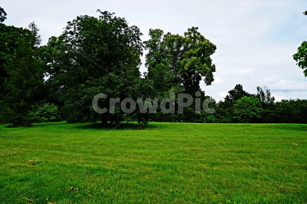grass,잔디,plant,식물,grassland,목초지,outdoors,옥외,field,들,nature,자연,들판,나무