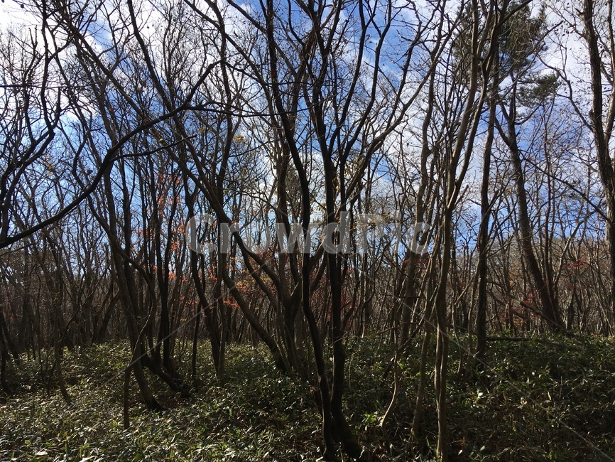 제주,한라산,산림,가을,나무