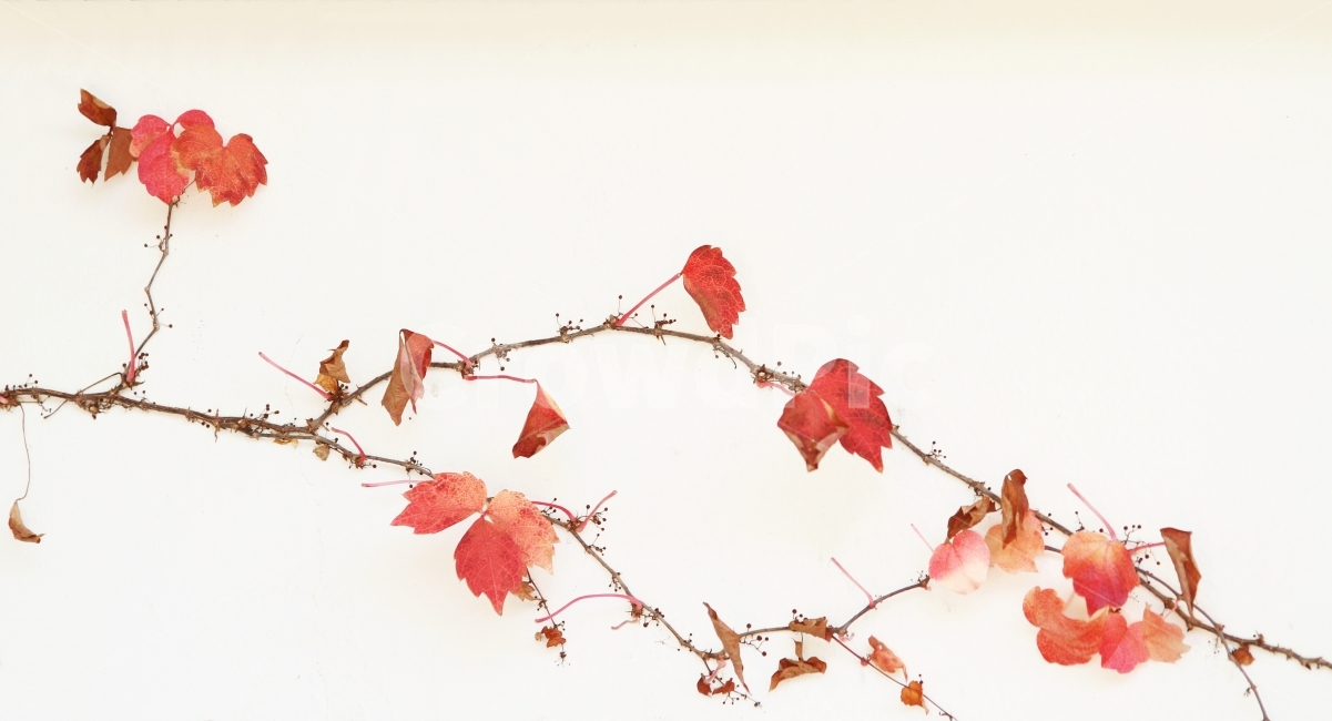 가을,단풍,담쟁이덩굴,감성사진,자연,식물,가을,계절,fall,autumn,season,식물,자연,plants,nature,plant,leaf,잎