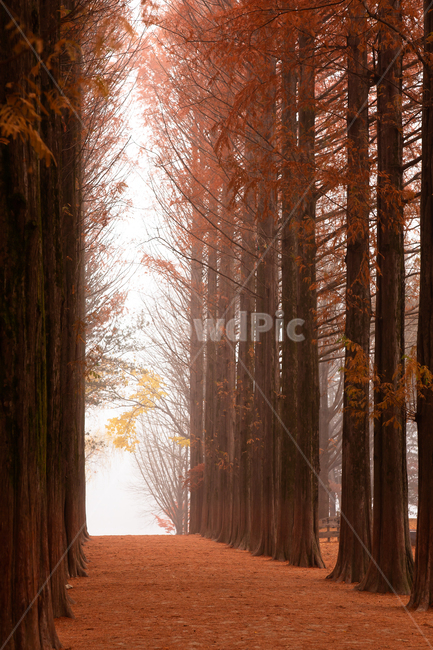 식물,배경,풍경,자연,메타세콰이어,나무,가을,가을빛,만추,계절,기후,붉은빛,가로수,기상,오솔길,길,메타세콰이어길,메타세콰이어숲,숲,삼림,늦가을,단풍,나뭇잎,단풍색,주황색,주황,주황빛,산책로,공원,파크,낙엽,가을색,나무가지,아침,오전,새벽,안개,빛,햇빛,남이섬,관광지,안개낀,autumn,tree,plant,morning,light,가을,계절,fall,autumn,season,자연,풍경,nature,landscape