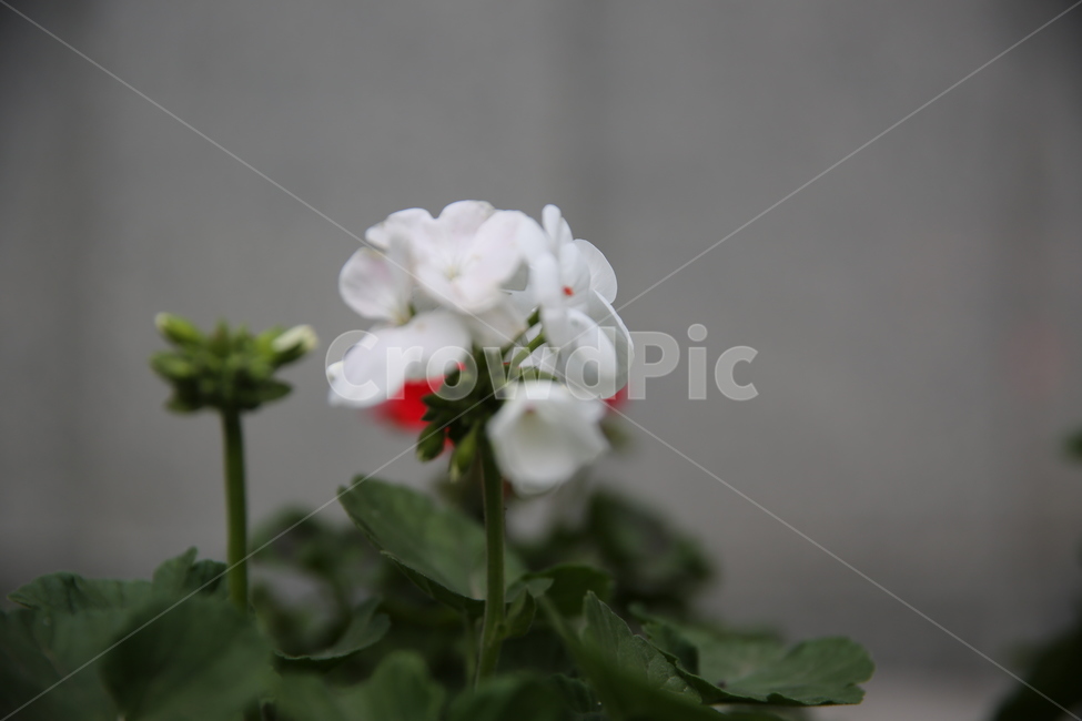 꽃,봄,일상,풍경,감성,계절,spring,season,식물,자연,plants,nature,flower,흰색,흰꽃,녹색,잎,한송이,봄,계절,spring,season,식물,자연,plants,nature,꽃,flower,geranium,제라늄,plant,blossom